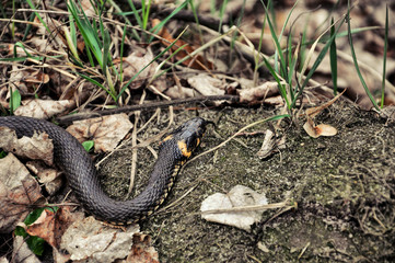 black serpent that creeps along the ground among the fallen leaves