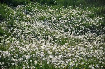Field of dandelions in green grass