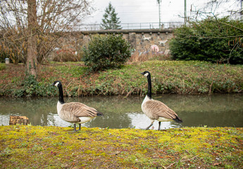 Gänsepärchen im Park