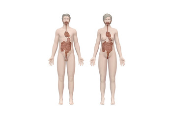 Human anatomy, skeleton and organs. 3d render, cancer, pain and infectious diseases. virus outbreak