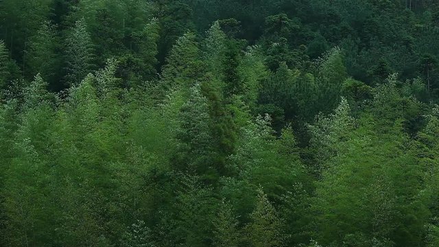 Bamboo forest in the rain