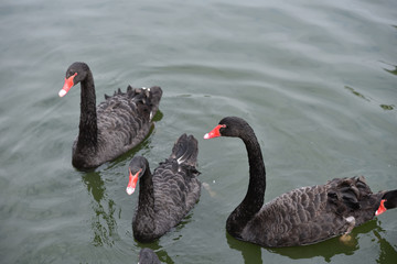Obraz premium Black ducks on a lake