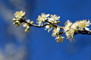 Schlehenblüten