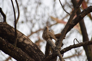 bird on tree