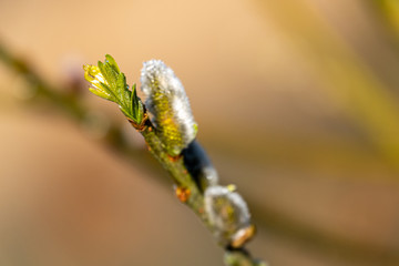 a close up of a willow catkin in spring