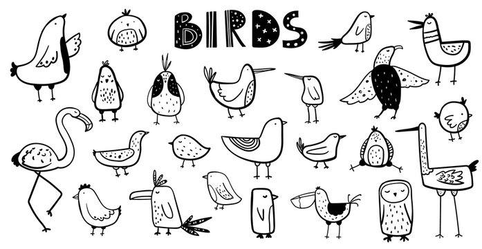 Vector black and white hand-drawn childish set with Various cute contour birds in Scandinavian style on a white background. Vector set with doodle birds.