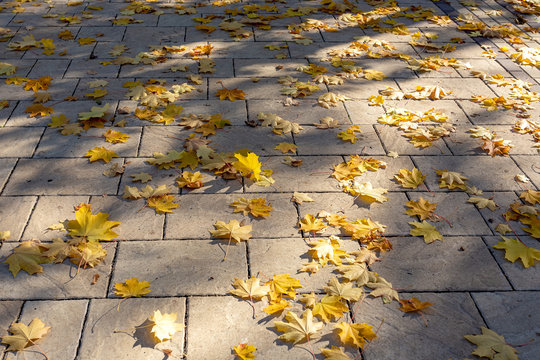 Autumn Park, morning of a Sunny day fallen leaves in the sun.