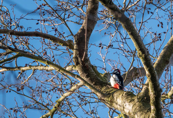 one great spotted woodpecker hangs from a tree looking for food