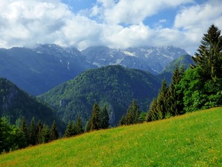 Obraz premium forest