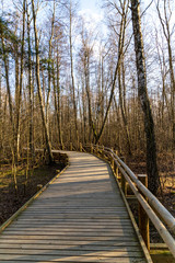 Obraz premium A path through the forest to the sea from wooden boards on a spring day in the sun.