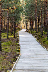 Obraz premium A path through the forest to the sea from wooden boards on a spring day in the sun.