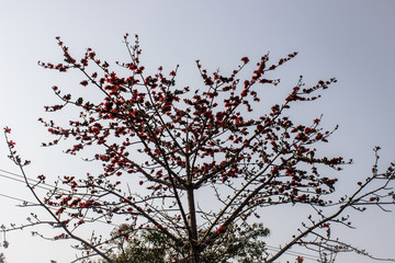 A picture of dry tree