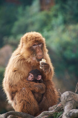 Mona with her calf in her lap eating bread