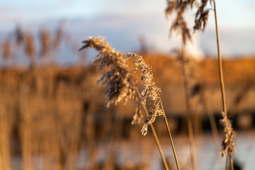 Fototapeta premium Bents at the river in light golden shades in the evening sun.