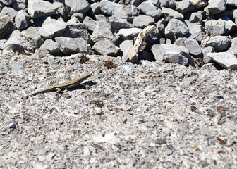Lizard basking in the sun on a summer day