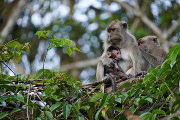 Makak with baby - monkey mum