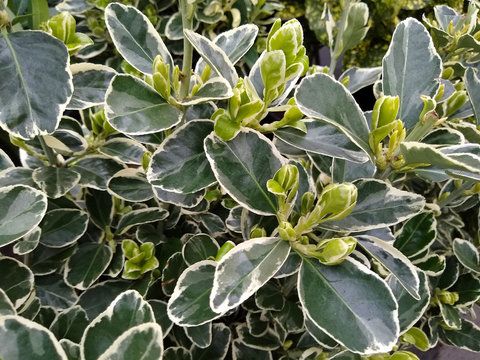 Euonymus japonicus 'Kathy'