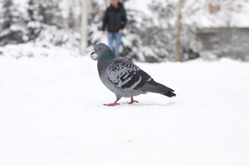 pigeons in the park walk in the snow in winter