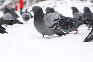 pigeons in the park walk in the snow in winter