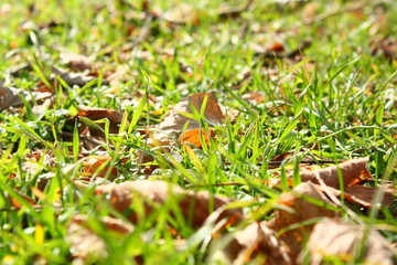 green grass and autumn leaves