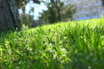 grass on green background of trees and city
