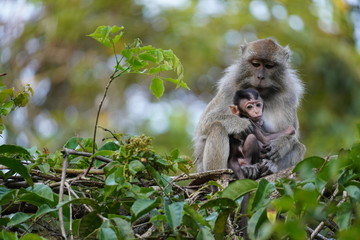 Naklejka na ściany i meble Monkey family with baby