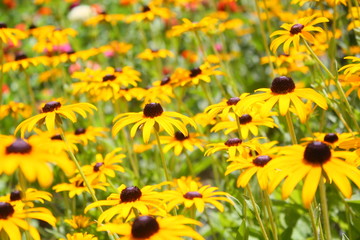 field of yellow flowers