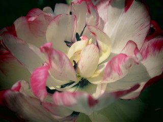 pink tulip white tulip