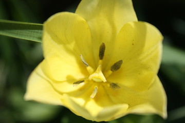 Fototapeta premium yellow tullip on green background