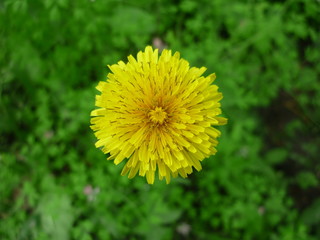 dandelion in the grass