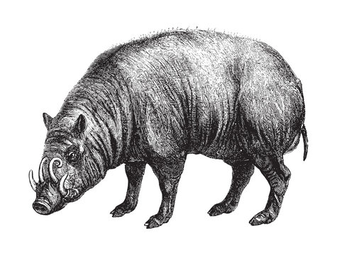 Babirusa or deer-pigs / vintage illustration from Brockhaus Konversations-Lexikon 1908