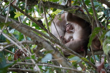 Monkey family with baby