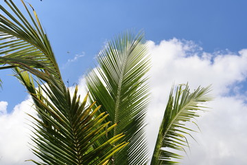 Fototapeta premium coconut tree against blue sky with clouds