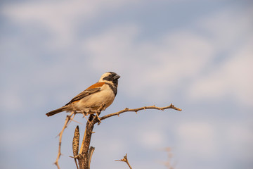 sitting cape sparrow