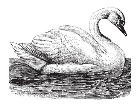 How to Draw Swan Step by Step Guide - Drawing All