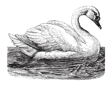 Swan Drawing