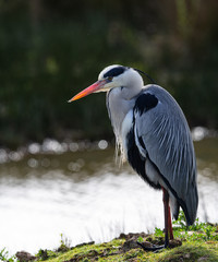 heron cendré au repos