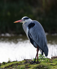 heron cendré au repos