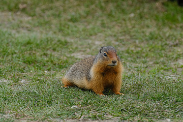 An Arctic Ground Squirrel in the grass in Manningpark, Canada