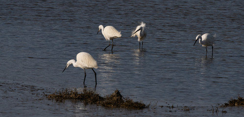 groupe aigrette garzette 
