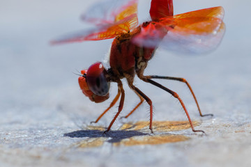 Firefly extreme close up