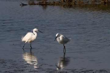 groupe aigrette garzette 