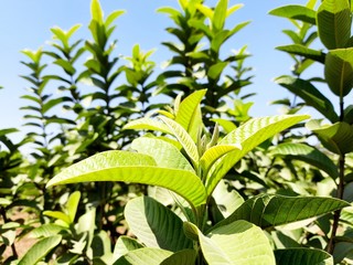 guava_tree_leaves1