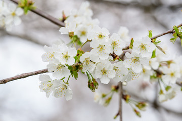 Close up of a branch with white cherry tree flowers in full bloom with blurred background in a garden in a sunny spring day, beautiful Japanese cherry blossoms floral background, sakura