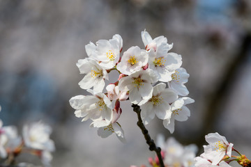 Close up of a branch with white cherry tree flowers in full bloom with blurred background in a garden in a sunny spring day, beautiful Japanese cherry blossoms floral background, sakura