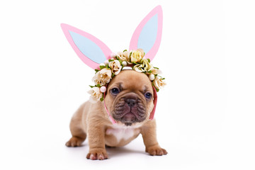 Choko fawn colored French Bulldog puppy dressed up as easter bunny with pink paper rabbit ears...