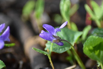 Blühendes Veilchen (Viola)