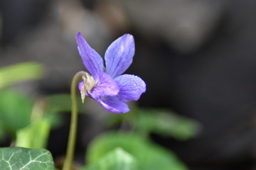 Blühendes Veilchen (Viola)