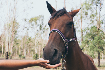 Fototapeta premium Beautiful brown horse portrait on field background.