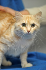 young fluffy ginger cat cat on a blue